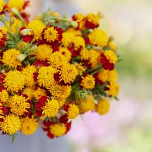 French Marigold (Double) Seeds - Tiger Eyes - Packet - Yellow/Orange Flower Seeds, Heirloom Seed Attracts Bees, Attracts Butterflies, Attracts Hummingbirds, Attracts Pollinators