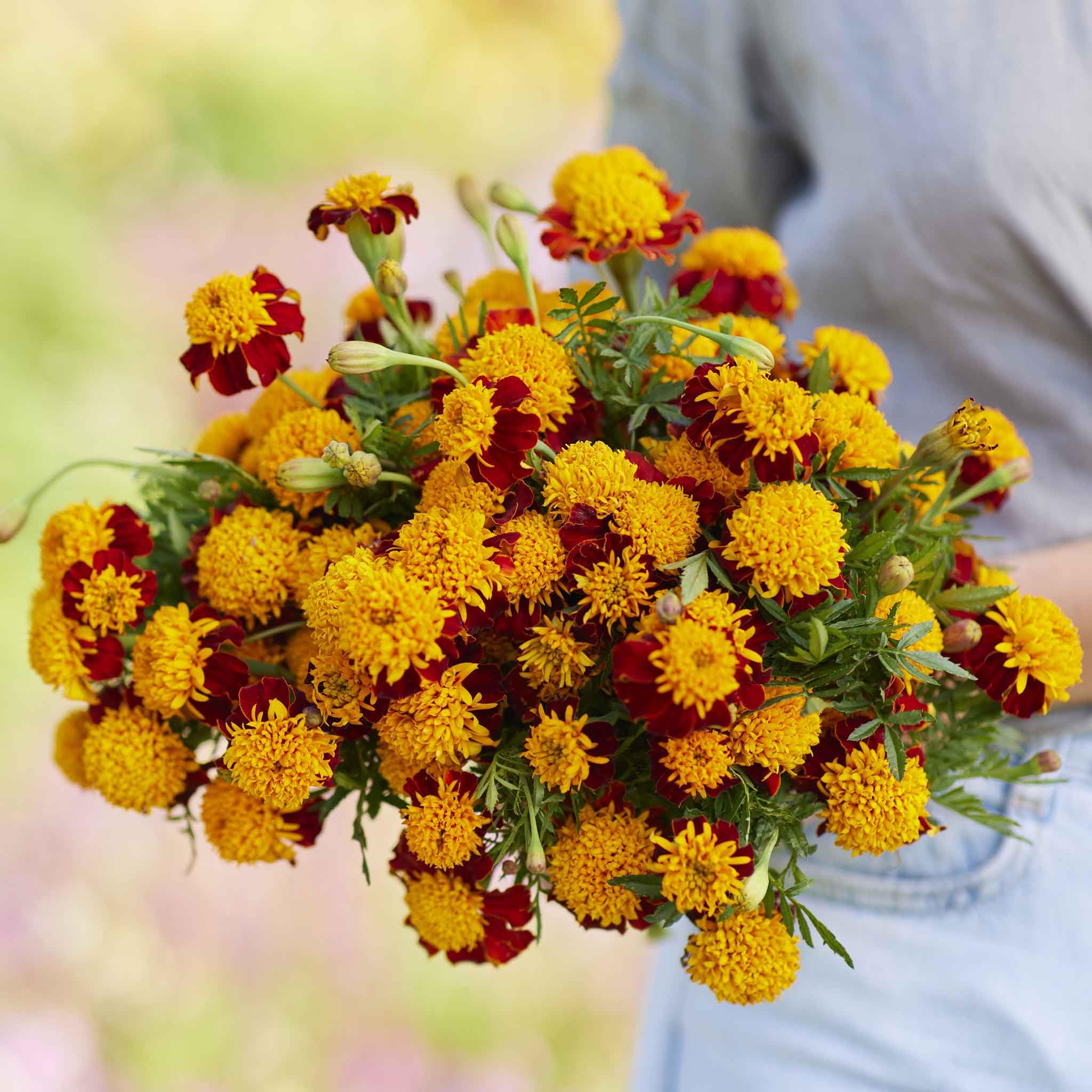 French Marigold (Double) Seeds - Tiger Eyes - Packet - Yellow/Orange Flower Seeds, Heirloom Seed Attracts Bees, Attracts Butterflies, Attracts Hummingbirds, Attracts Pollinators