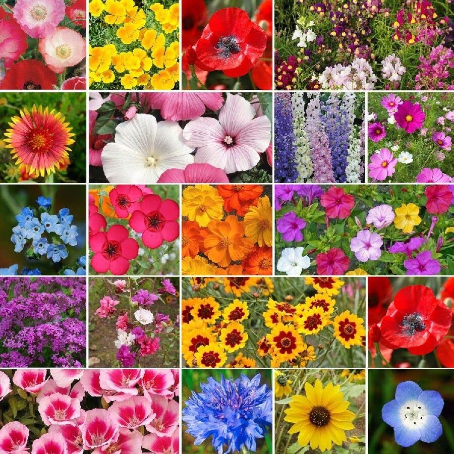 Eden Brothers All Annual Wildflower Mixed Seeds for Planting, 1 lb, 480,000+ Seeds with Sunflower, Indian Blanket, Scarlet Flax | Attracts Pollinators, Plant in Spring, Zones 3, 4, 5, 6, 7, 8, 9, 10