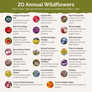 Eden Brothers All Annual Wildflower Mixed Seeds for Planting, 1 lb, 480,000+ Seeds with Sunflower, Indian Blanket, Scarlet Flax | Attracts Pollinators, Plant in Spring, Zones 3, 4, 5, 6, 7, 8, 9, 10