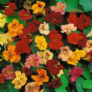 eden brothers nasturtium seeds (dwarf) - jewel mix non-gmo seeds for planting, packet | low-maintenance flower seeds, plant during spring season, zones 1, 10, 2, 3, 4, 5, 6, 7, 8, 9