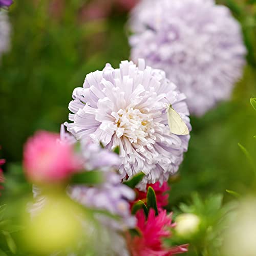 Cleome Seeds - Mixed Colors - Packet - Pink/Purple/White Flower Seeds, Heirloom Seed Attracts Bees, Attracts Butterflies, Attracts Hummingbirds, Attracts Pollinators, Extended Bloom Time, Fragrant