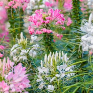 Cleome Seeds - Mixed Colors - Packet - Pink/Purple/White Flower Seeds, Heirloom Seed Attracts Bees, Attracts Butterflies, Attracts Hummingbirds, Attracts Pollinators, Extended Bloom Time, Fragrant