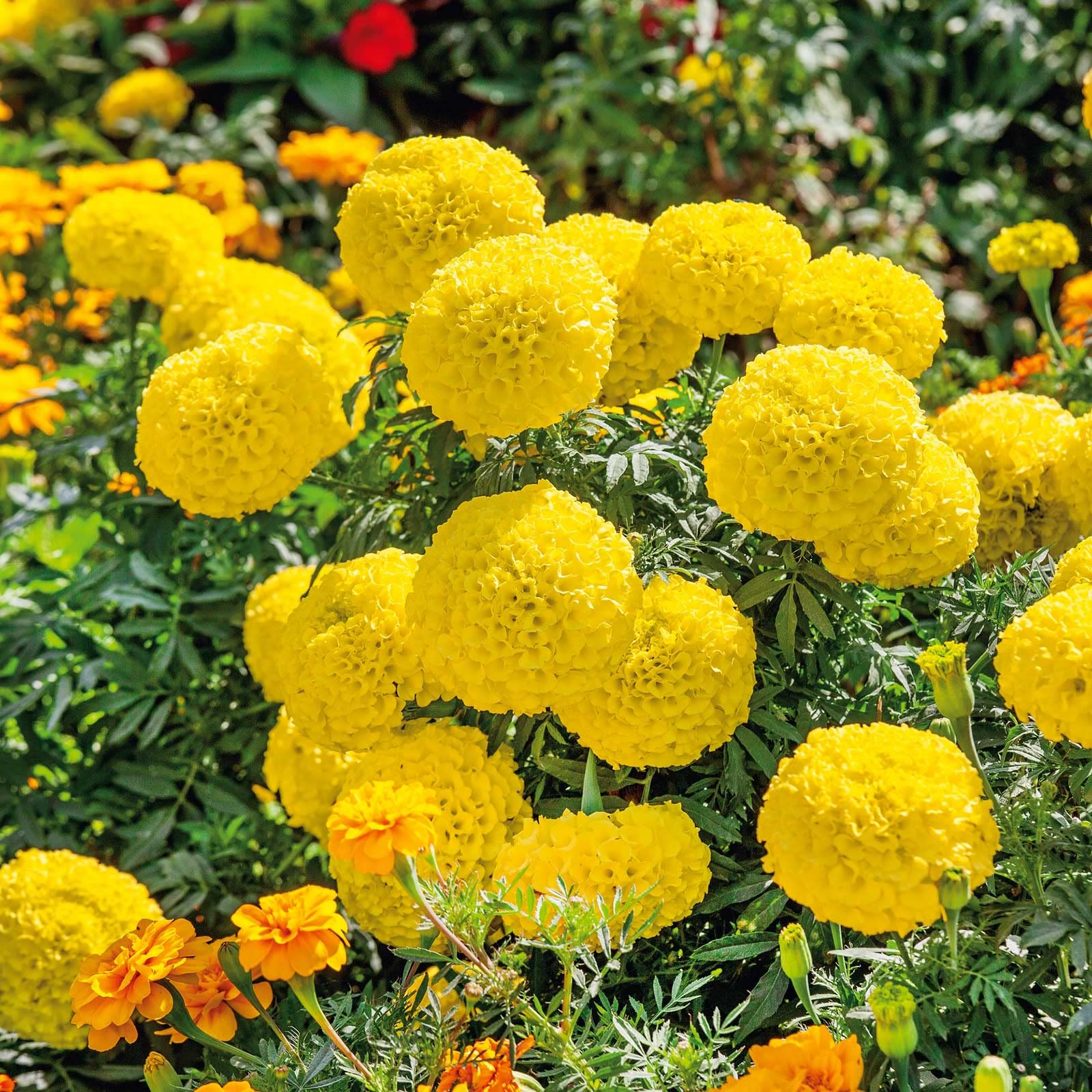 African Marigold Seeds - Mary Helen - Packet - Yellow Flower Seeds, Heirloom Seed Attracts Bees, Attracts Butterflies, Attracts Hummingbirds, Attracts Pollinators, Easy to Grow & Maintain, Edible