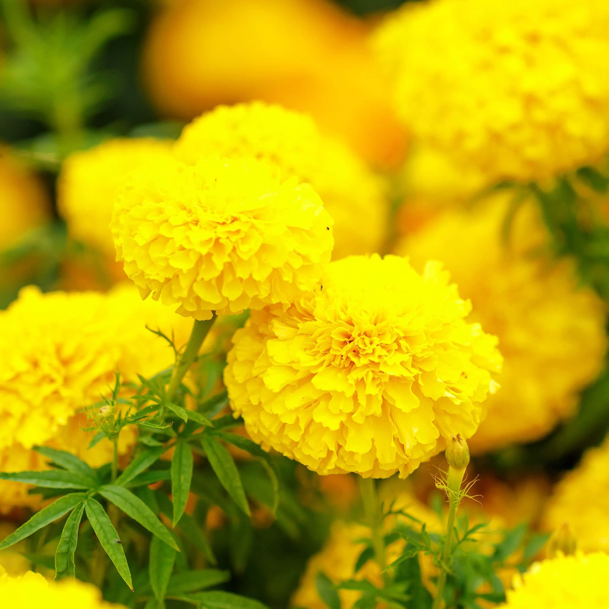 African Marigold Seeds - Mary Helen - Packet - Yellow Flower Seeds, Heirloom Seed Attracts Bees, Attracts Butterflies, Attracts Hummingbirds, Attracts Pollinators, Easy to Grow & Maintain, Edible