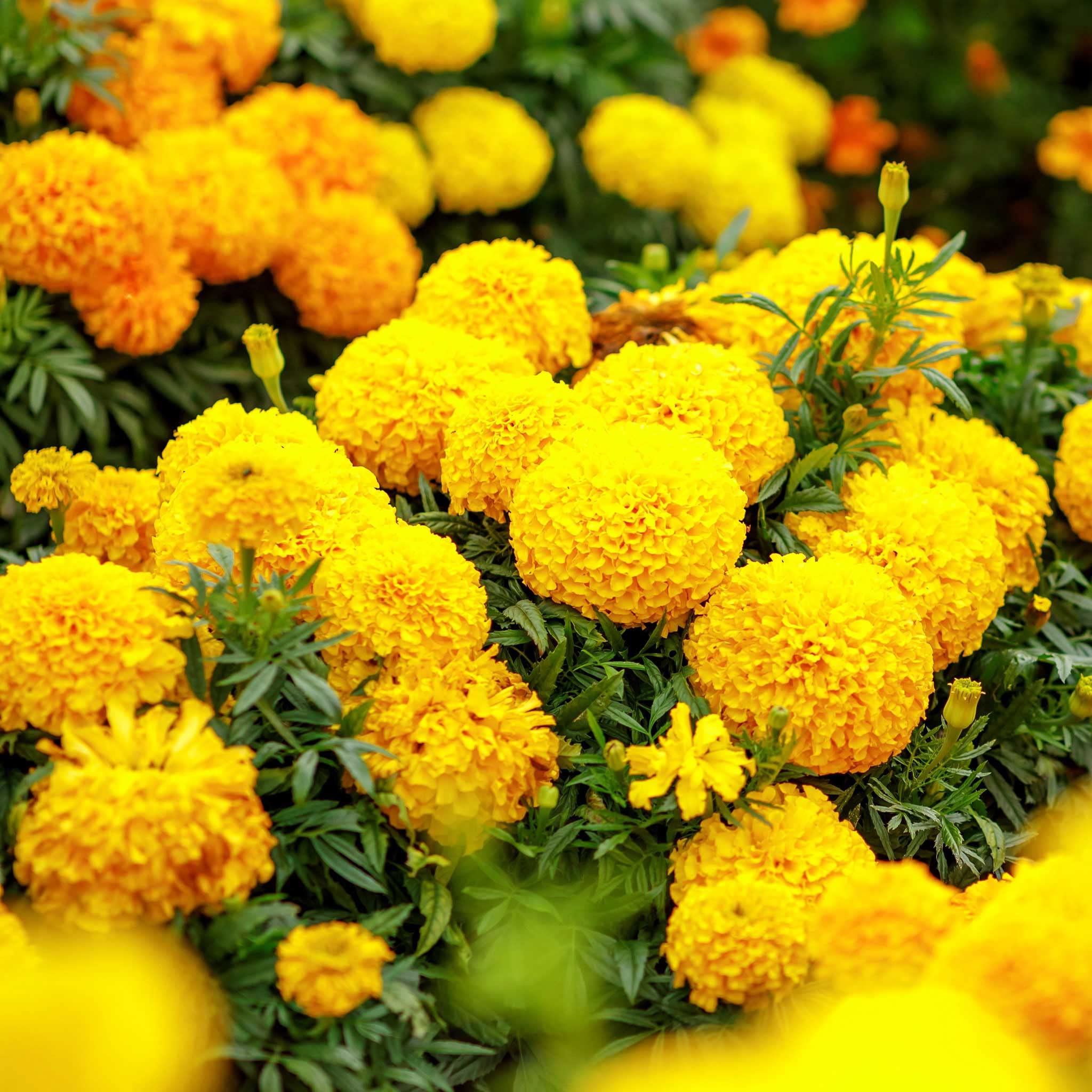 African Marigold Seeds - Mary Helen - Packet - Yellow Flower Seeds, Heirloom Seed Attracts Bees, Attracts Butterflies, Attracts Hummingbirds, Attracts Pollinators, Easy to Grow & Maintain, Edible