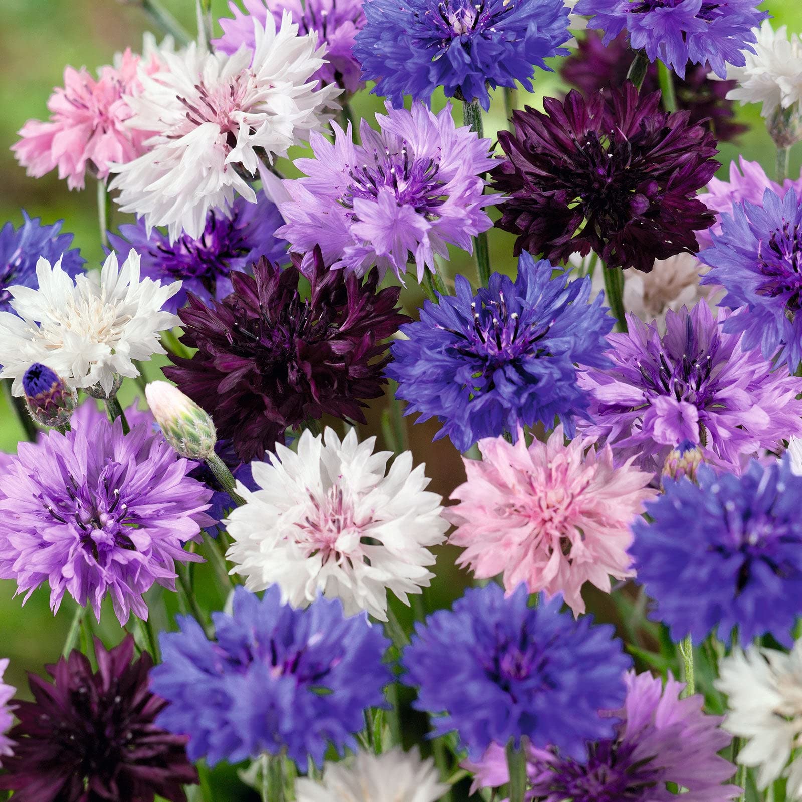 Cornflower/Bachelor Button Seeds - Tall Mix - Packet - Blue/White/Pink Flower Seeds, Heirloom Seed Attracts Bees, Attracts Butterflies, Attracts Pollinators, Edible, Extended Bloom Time