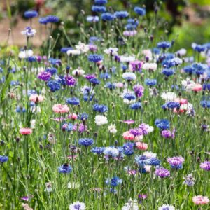 Cornflower/Bachelor Button Seeds - Tall Mix - Packet - Blue/White/Pink Flower Seeds, Heirloom Seed Attracts Bees, Attracts Butterflies, Attracts Pollinators, Edible, Extended Bloom Time