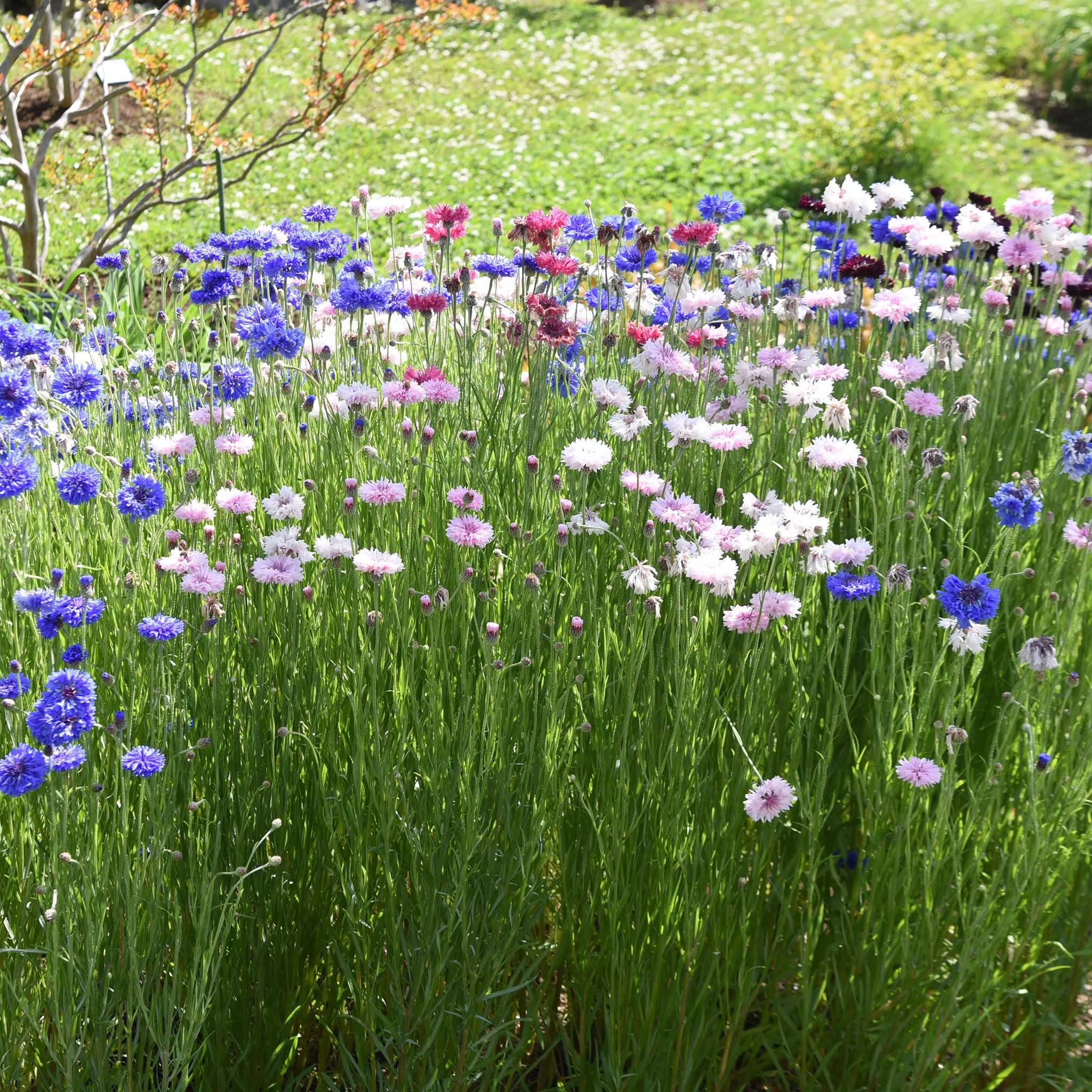 Cornflower/Bachelor Button Seeds - Tall Mix - Packet - Blue/White/Pink Flower Seeds, Heirloom Seed Attracts Bees, Attracts Butterflies, Attracts Pollinators, Edible, Extended Bloom Time