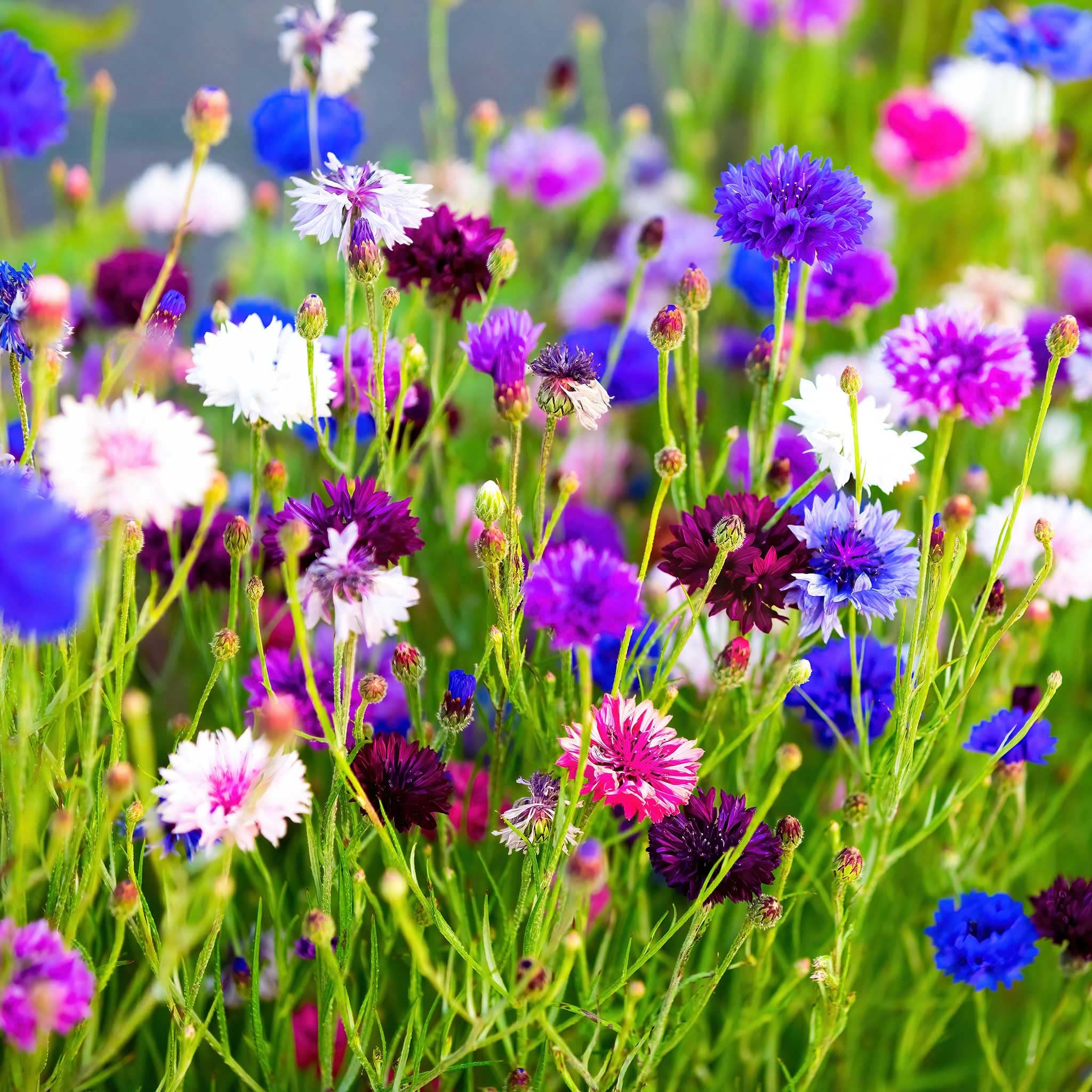 Cornflower/Bachelor Button Seeds - Tall Mix - Packet - Blue/White/Pink Flower Seeds, Heirloom Seed Attracts Bees, Attracts Butterflies, Attracts Pollinators, Edible, Extended Bloom Time