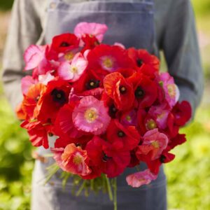 shirley poppy seeds - mixed red & pink - packet - red/pink flower seeds, heirloom seed attracts bees, attracts butterflies, attracts pollinators, easy to grow & maintain, container garden