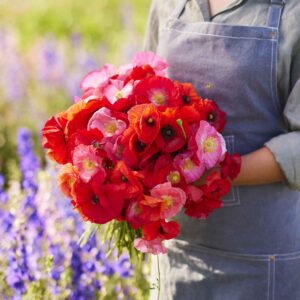 Shirley Poppy Seeds - Mixed Red & Pink - Packet - Red/Pink Flower Seeds, Heirloom Seed Attracts Bees, Attracts Butterflies, Attracts Pollinators, Easy to Grow & Maintain, Container Garden