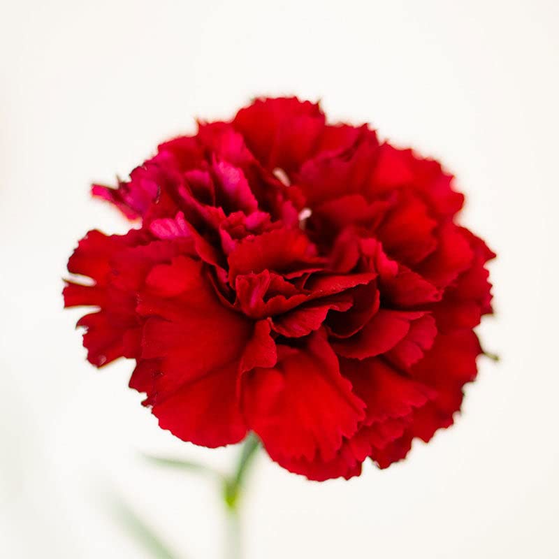 Carnation Seeds - Etincellant - Packet - Red Flower Seeds, Heirloom Seed Attracts Bees, Attracts Butterflies, Attracts Pollinators, Edible, Fragrant, Container Garden