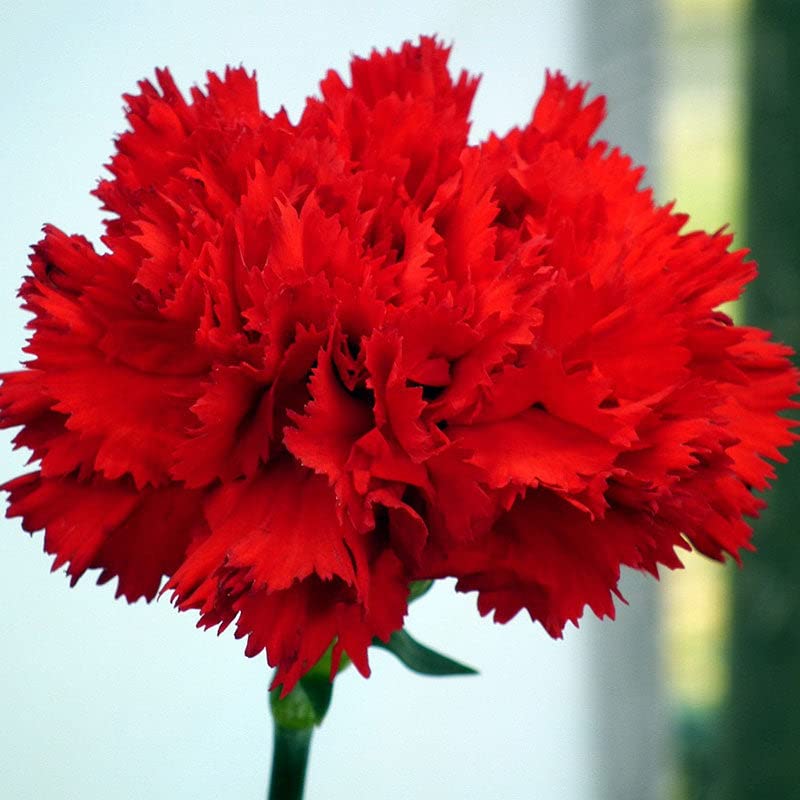 Carnation Seeds - Etincellant - Packet - Red Flower Seeds, Heirloom Seed Attracts Bees, Attracts Butterflies, Attracts Pollinators, Edible, Fragrant, Container Garden