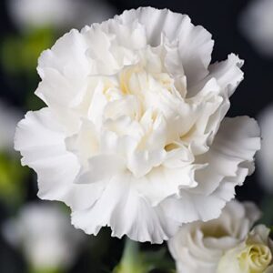 Carnation Seeds - Jeanne Dionis - Packet - White Flower Seeds, Heirloom Seed Attracts Bees, Attracts Butterflies, Attracts Pollinators, Edible, Fragrant, Container Garden