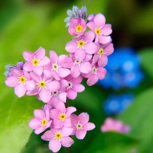 forget me not seeds - rose - packet - red flower seeds, heirloom seed attracts bees, attracts butterflies, attracts hummingbirds, attracts pollinators, easy to grow & maintain, container garden