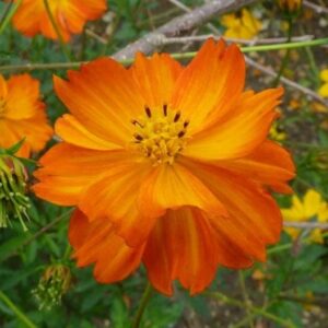 sulphur cosmos seeds - crest orange - packet - orange flower seeds, open pollinated seed attracts bees, attracts butterflies, attracts hummingbirds, attracts pollinators, easy to grow & maintain