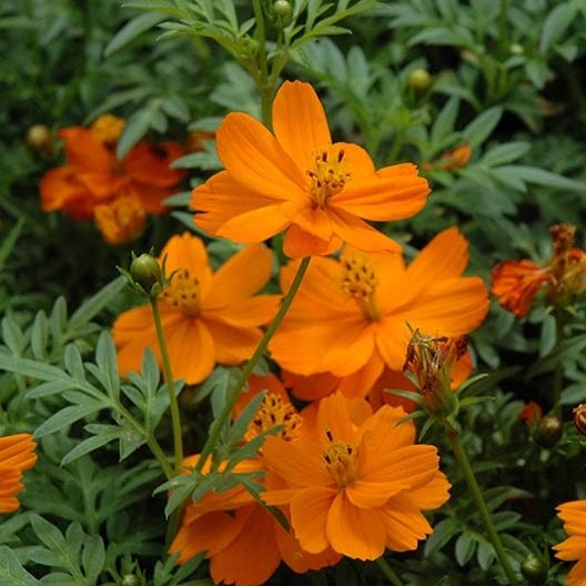 Sulphur Cosmos Seeds - Crest Orange - Packet - Orange Flower Seeds, Open Pollinated Seed Attracts Bees, Attracts Butterflies, Attracts Hummingbirds, Attracts Pollinators, Easy to Grow & Maintain