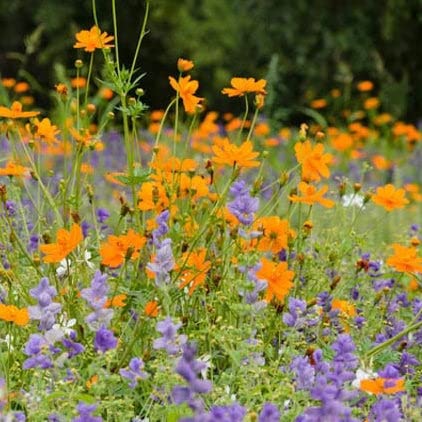 Sulphur Cosmos Seeds - Crest Orange - Packet - Orange Flower Seeds, Open Pollinated Seed Attracts Bees, Attracts Butterflies, Attracts Hummingbirds, Attracts Pollinators, Easy to Grow & Maintain