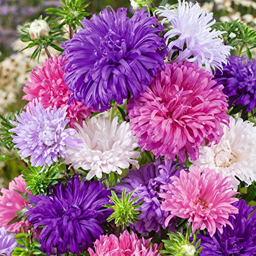 China Aster Seeds - Ostrich Feather Mix - Packet - Pink/Purple/White Flower Seeds, Open Pollinated Seed Attracts Bees, Attracts Butterflies, Attracts Pollinators, Easy to Grow & Maintain, Container