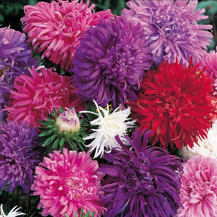 China Aster Seeds - Ostrich Feather Mix - Packet - Pink/Purple/White Flower Seeds, Open Pollinated Seed Attracts Bees, Attracts Butterflies, Attracts Pollinators, Easy to Grow & Maintain, Container