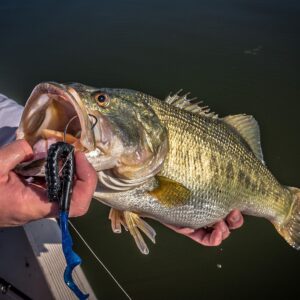 Berkley PowerBait® Power Worm Fishing Bait, Red Shad, 10in | 25cm, Irresistible Flavor, Classic Curly Tail Worm Profile, Ideal for Spring, Summer and Fall Fishing