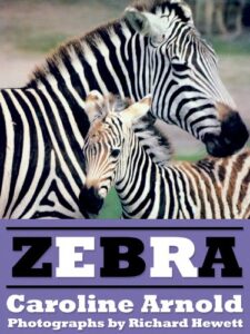 zebra