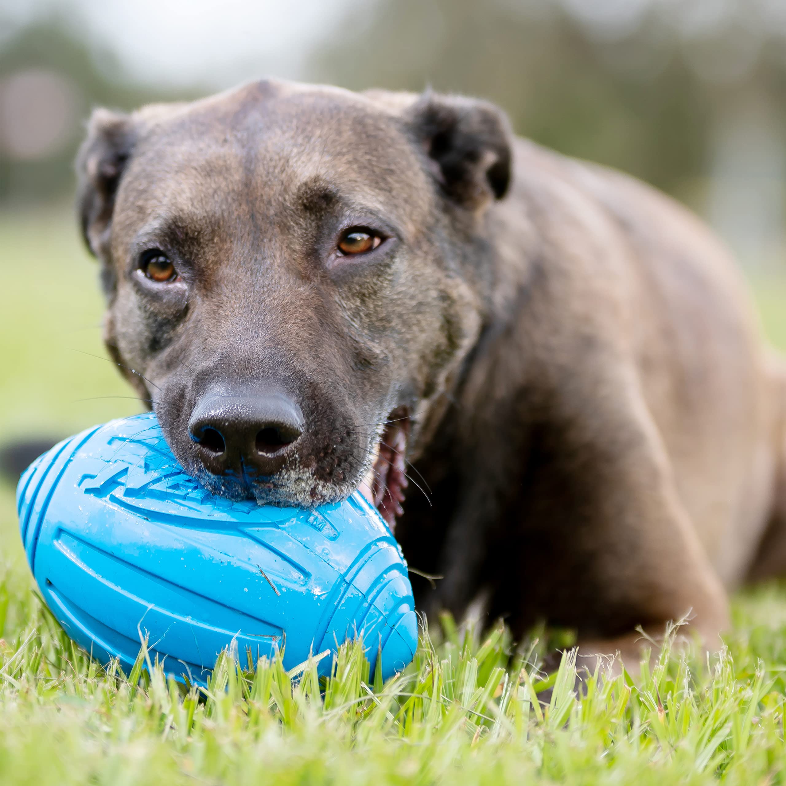 Nerf Dog Ridged Football Dog Toy with Interactive Squeaker, Lightweight, Durable and Water Resistant, 7 Inch Diameter for Medium/Large Breeds, Single Unit, Blue