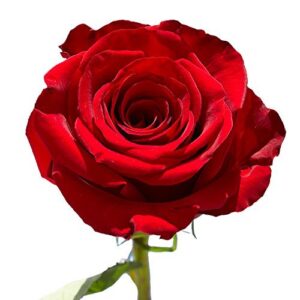 50 Red Roses- Fresh Cut Flowers- Natural Bright Blooms