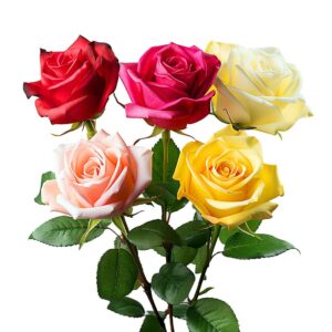 50 Assorted Roses- Two Beautiful Colors- Fresh Cut Flowers (OM)