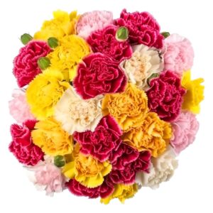 Fresh Flowers- 100 Assorted Carnations- Lovely Gift (OM)