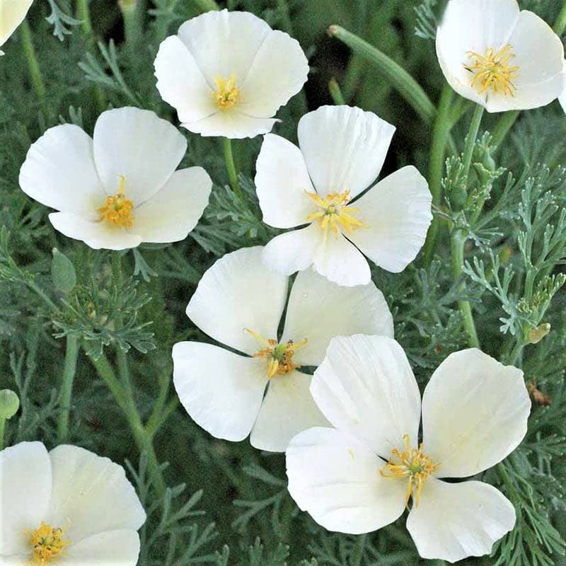 California Poppy Seeds - Ivory Castle - 1/4 Pound - White/Yellow Flower Seeds, Open Pollinated Seed Attracts Bees, Attracts Butterflies, Attracts Pollinators, Easy to Grow & Maintain, Container