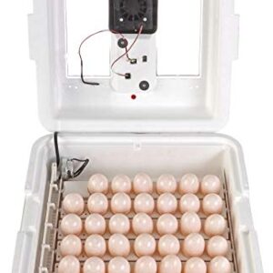 Little Giant® Digital Still Air Incubator | 41 Eggs | Egg Incubator with Temperature and Humidity Control | Chick Incubator