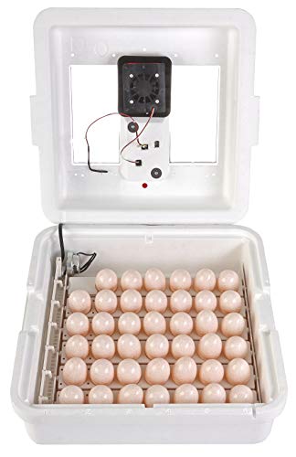 Little Giant® Digital Still Air Incubator | 41 Eggs | Egg Incubator with Temperature and Humidity Control | Chick Incubator