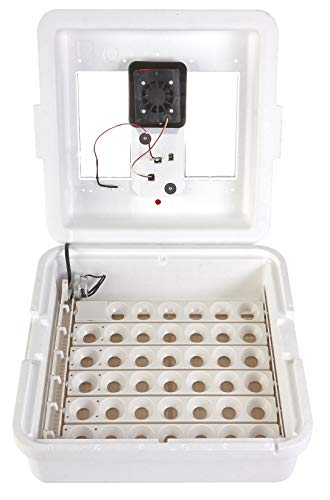 Little Giant® Digital Still Air Incubator | 41 Eggs | Egg Incubator with Temperature and Humidity Control | Chick Incubator