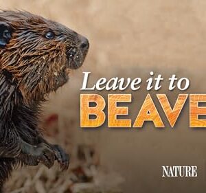 Leave it to Beavers