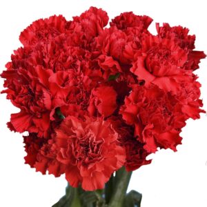 Fresh Flowers- 100 Red Carnations- Beautiful Gift (OM)