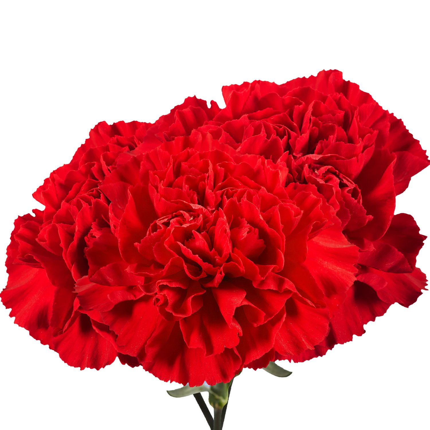 Fresh Flowers- 100 Red Carnations- Beautiful Gift (OM)