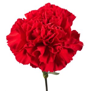 Fresh Flowers- 100 Red Carnations- Beautiful Gift (OM)