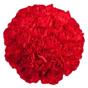 Fresh Flowers- 100 Red Carnations- Beautiful Gift (OM)