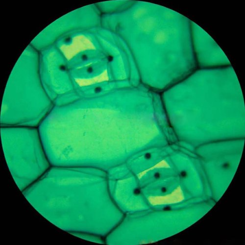 AmScope 40X-1000X LED Student Microscope + 5MP USB Camera (M150C-E5)