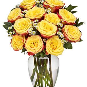 From You Flowers - One Dozen Festive Roses with Glass Vase (Fresh Flowers) Birthday, Anniversary, Get Well, Sympathy, Congratulations, Thank You