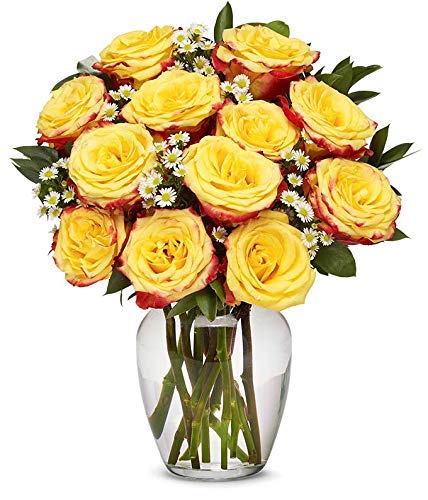 From You Flowers - One Dozen Festive Roses with Glass Vase (Fresh Flowers) Birthday, Anniversary, Get Well, Sympathy, Congratulations, Thank You