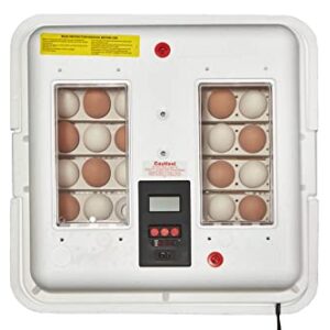 Little Giant® Digital Circulated Air Incubator with Automatic Turner | 41 Eggs | Egg Incubator with Fan and Egg Turner