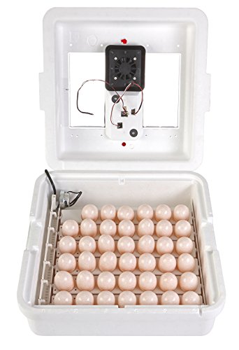 Little Giant® Digital Circulated Air Incubator with Automatic Turner | 41 Eggs | Egg Incubator with Fan and Egg Turner