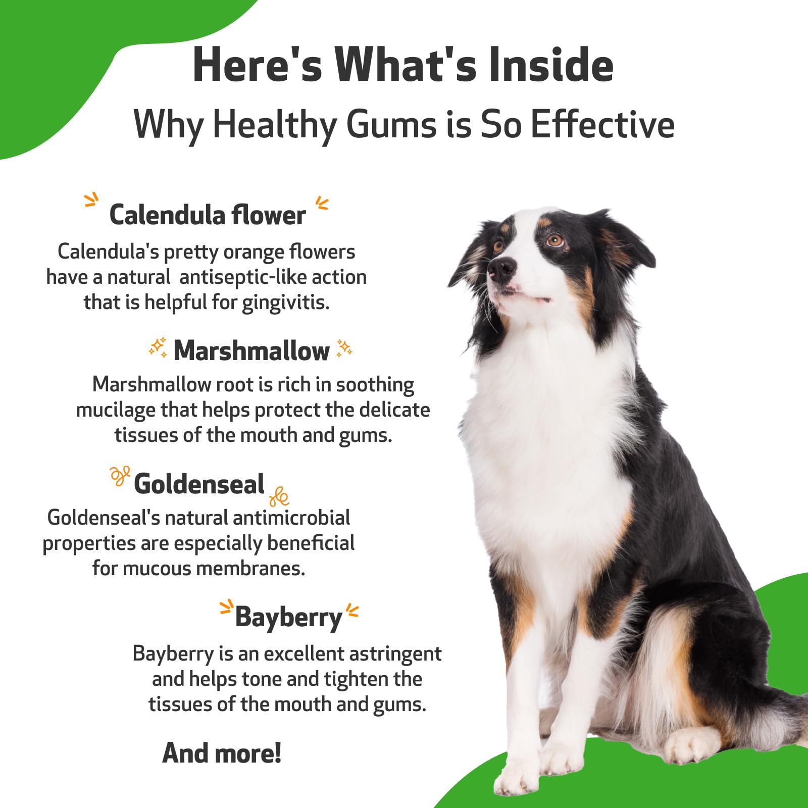 Pet Wellbeing - Healthy Gums for Dogs - Natural Supplement for Healthy Gums, Teeth and Breath against Dog Gingivitis - 2oz (59ml).