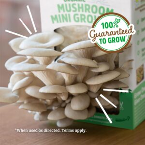 Back to the Roots Organic Mini Mushroom Grow Kit, Harvest Gourmet Oyster Mushrooms In 10 days, Top Gardening Gift, Holiday Gift, & Unique Gift