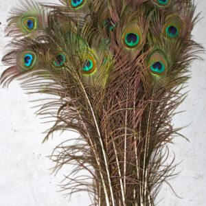 Lamplight Feather Peacock Feathers, Natural, 35-40 inch Long per 25