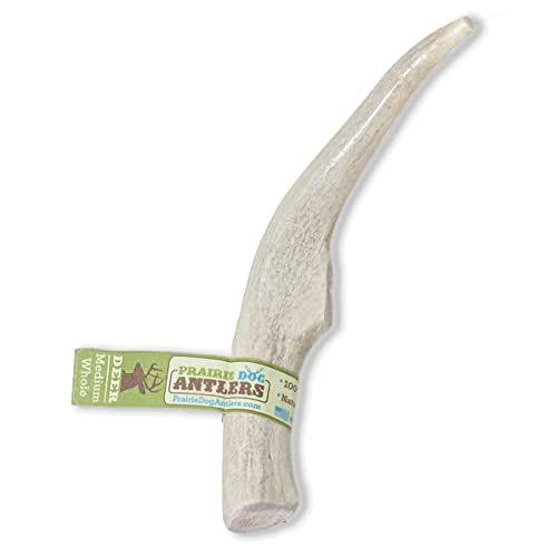 Prairie Dog Antlers | North American Whole Deer Antler | MEDIUM |Naturally Shed | Hand Harvested | Nutrient Rich | 6-7.5 inches long