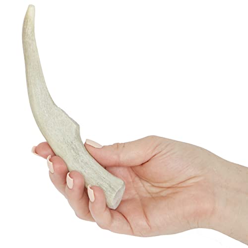 Prairie Dog Antlers | North American Whole Deer Antler | MEDIUM |Naturally Shed | Hand Harvested | Nutrient Rich | 6-7.5 inches long